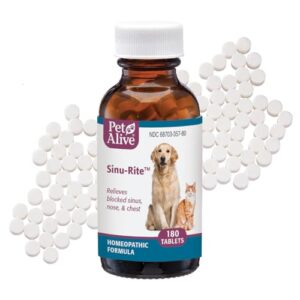 Read more about the article Best Medicine for Allergies to Cats: Top Relief Options That Work Fast