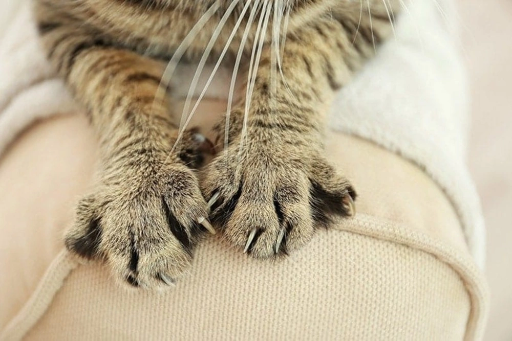 You are currently viewing Why Do Cats Make Biscuits? The Hidden Meaning Behind This Adorable Habit