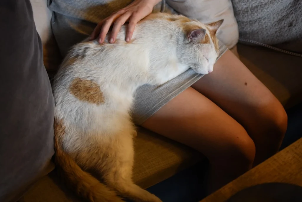 Why Do Cats Make Biscuits