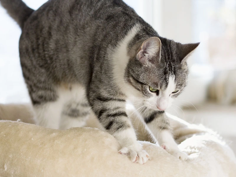 Why Do Cats Make Biscuits